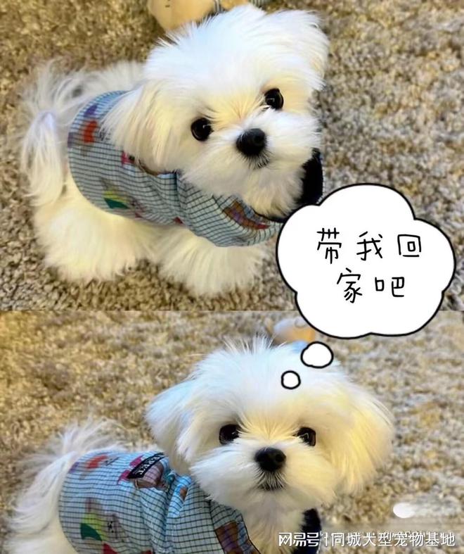 绵阳购买宠物猫狗的正规平台？这实体店选购安全可靠更值得信赖